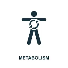 Increases Metabolism